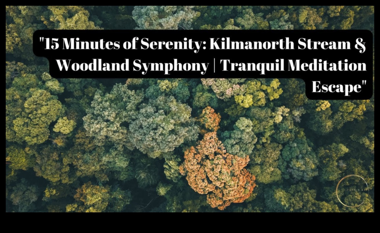 سمفونية الصفاء: تنسيق نغمات الحياة مع حكمة تخفيف التوتر