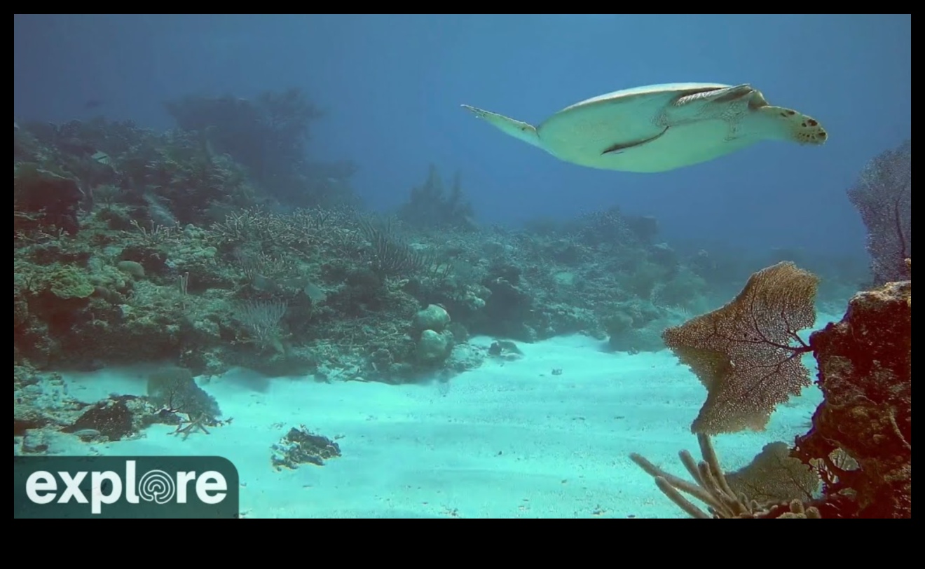 استكشف المدينة الفاضلة تحت الماء باستخدام الكاميرات 5 المدينة الفاضلة تحت الماء: كاميرات لالتقاط أعماق البحر