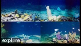 اكتشف البلدة الفاضلة تحت الماء عن طريق الكاميرات 3 المدينة الفاضلة تحت الماء: كاميرات لالتقاط أعماق البحر