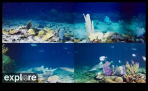 المدينة الفاضلة تحت الماء: كاميرات لالتقاط أعماق البحر